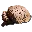 Allosaurus Brain