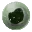Fertilized Diplocaulus Egg