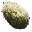Plant Species Z Seed