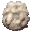 Wool